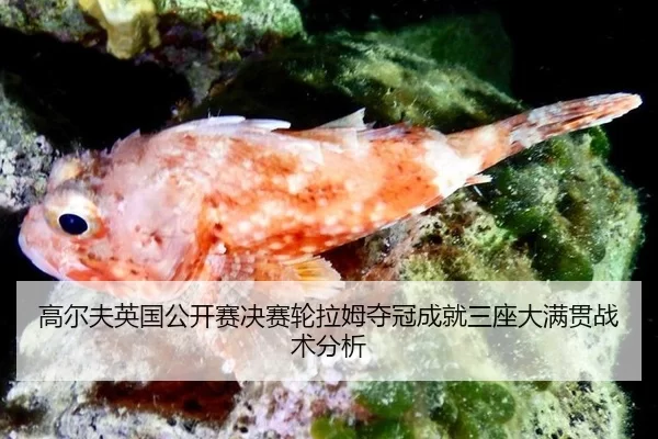 gao-er-fu-ying-guo-gong-kai-sai-jue-sai-lun-la-mu-duo-guan-cheng-jiu-san-zuo-da-man-guan-zhan-shu-fen-xi-3-378.jpg
